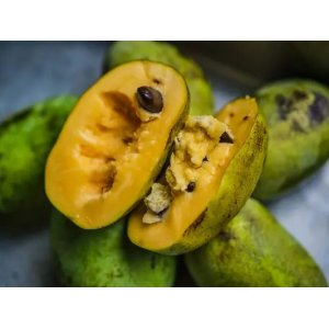 Asimina trojlaločná - Banán severu PAW PAW (Asimina triloba) ´SUNFLOWER´ - výška 100-140 , kont. C10L